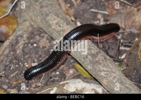 Küste riesige Tausendfüßler (Archispirostreptus Gigas), die größte der Riesen Tausendfüßler erreichen über 10cm Stockfoto