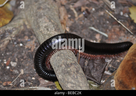 Küste riesige Tausendfüßler (Archispirostreptus Gigas), die größte der Riesen Tausendfüßler erreichen über 10cm Stockfoto