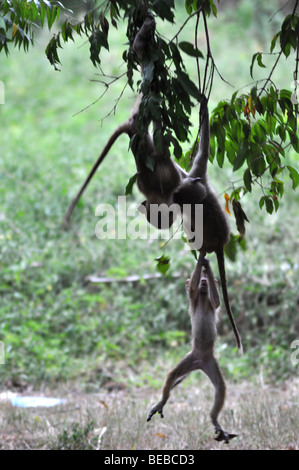 Gelbe Pavian (Papio Cynocephalus) Diani Beach Kenia Stockfoto