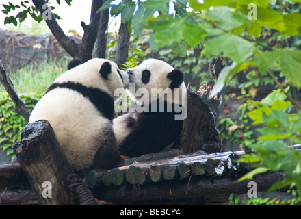 Küssen Riesenpandas in Chengdu Panda Breeding and Research Center in Sichuan Stockfoto