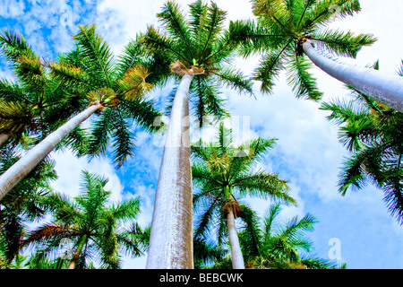 Palmen Stockfoto