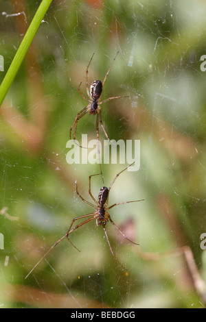 Paarung paar Linyphia spec, wahrscheinlich Linyphia Triangularis. Stockfoto