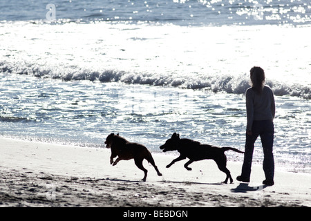 Hund spazieren am Strand auf Waiheke Island (Neuseeland) Stockfoto