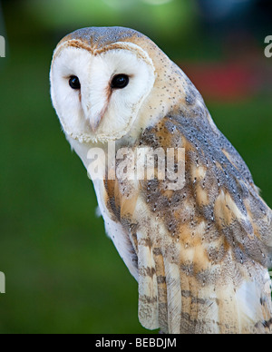 Schleiereule Tyto Alba Wales UK Stockfoto