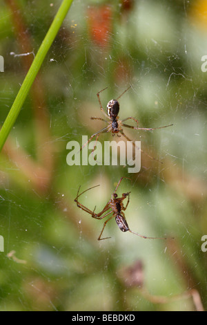 Paarung paar Linyphia spec, wahrscheinlich Linyphia Triangularis. Stockfoto