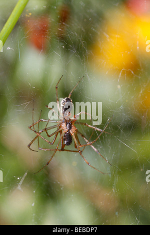 Paarung paar Linyphia spec, wahrscheinlich Linyphia Triangularis. Stockfoto