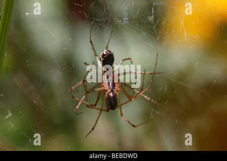 Paarung paar Linyphia spec, wahrscheinlich Linyphia Triangularis. Stockfoto