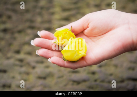 Nahaufnahme von zwei gelben Blüten auf die Hand einer person Stockfoto
