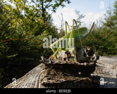 Tettigonia Cantans oder kleine Green Bush-Cricket, sitzen auf einem Baumstamm Stockfoto