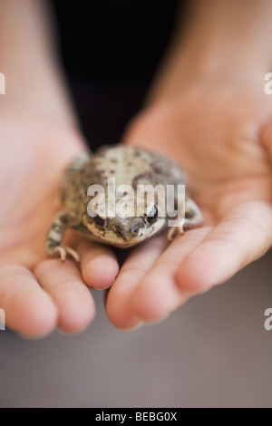 Nahaufnahme eines Kindes Hände halten einen Frosch Stockfoto
