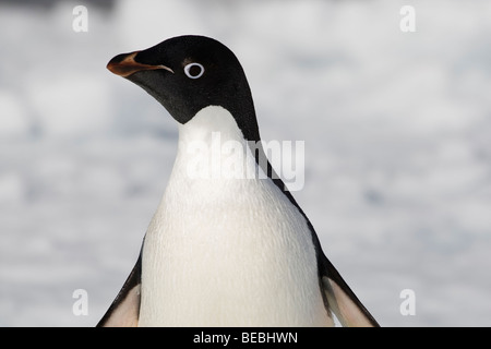 Close-up Lustiges cute nachdenklich Adelie penguin Profil Blickkontakt, Soft Focus Schnee eis Hintergrund, Antarktis Stockfoto