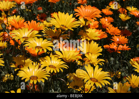 Gelb und Orange Gänseblümchen Blüte In Provinz Kwa-Zulu Natal, Südafrika Stockfoto