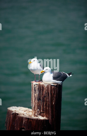 Möwen auf einem hölzernen Pfosten, Santa Barbara, Kalifornien, USA Stockfoto