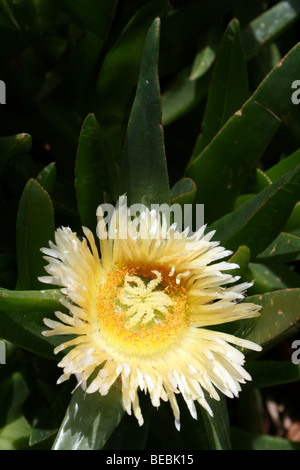 Hottentotten Fig Khoi Edulis genommen im Tsitsikamma National Park, Western Cape, Südafrika Stockfoto