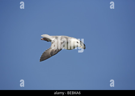 Nördlichen Fulmar, Fulmaris Cyclopoida, im Flug Stockfoto