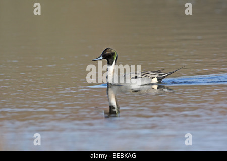 Pintail, Anas Acuta /Mallard, Anas Platyrhynchos, Hybrid drake Stockfoto