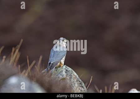 Merlin, Falco Columbarius, Männlich Stockfoto