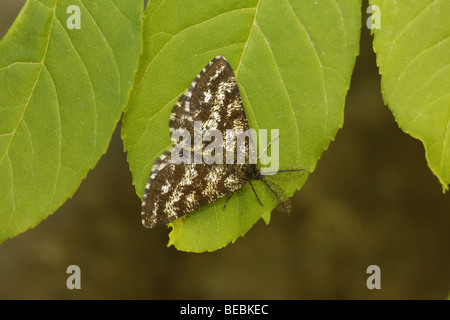 Gemeinsamen Heide, Ematurga atomaria Stockfoto