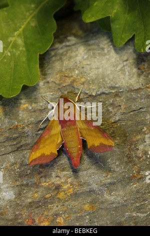 Kleiner Elefant Hawkmoth, Deilephila porcellus Stockfoto