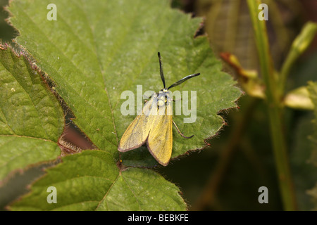 Cistus Forester, Adscita geryon Stockfoto