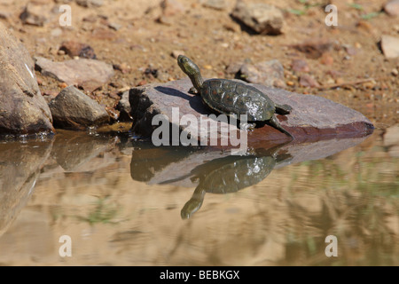 Streifen-necked Sumpfschildkröte, Mauremys caspica Stockfoto