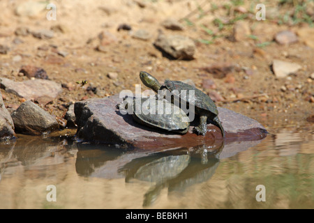 Streifen-necked Sumpfschildkröte, Mauremys caspica Stockfoto