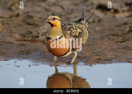 PIN-tailed Sandgrouse Pterocles Alchata männlich trinken Stockfoto