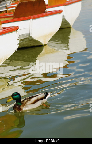 Ente schwimmen in der Nähe von Boote in einem See, Paris, Frankreich Stockfoto