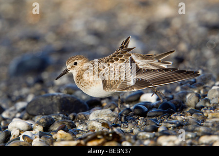 Baird es Flussuferläufer; Calidris Bairdii; Küste; Marazion; Cornwall; Stockfoto