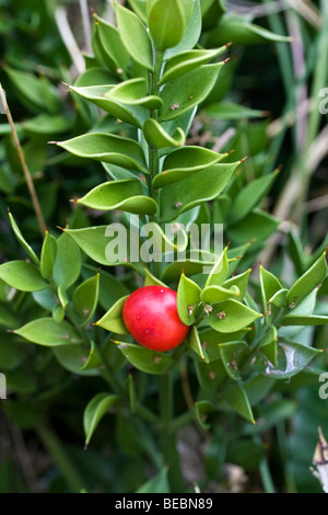 Mäusedorn; Ruscus aculeatus Stockfoto