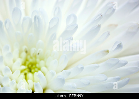 Chrysantheme Blume detail Stockfoto