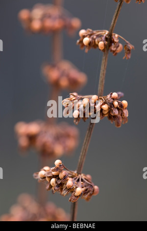 Clustered Dock; Rumex Conglomeratus; Samenkorn-Köpfe Stockfoto