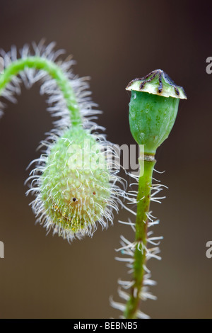 gemeinsamen Mohn; Papaver Rhoeas; Saatgut Kopf und Knospe Stockfoto