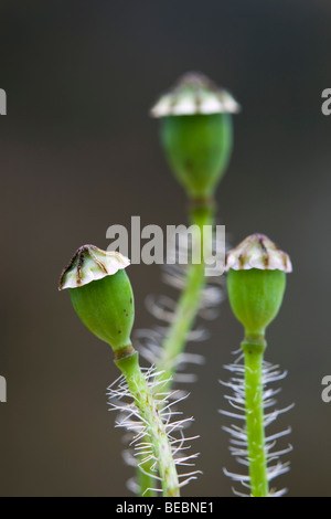 gemeinsamen Mohn; Papaver Rhoeas; Saatgut Kopf Stockfoto