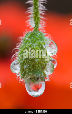 gemeinsamen Mohn; Papaver Rhoeas; Knospe mit Tau Stockfoto