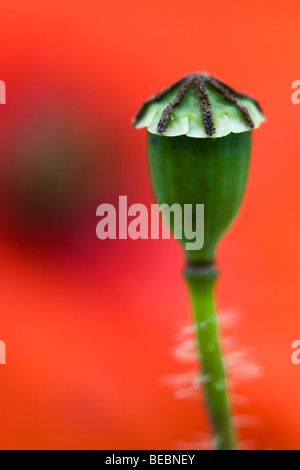 gemeinsamen Mohn; Papaver Rhoeas; Saatgut Kopf Stockfoto