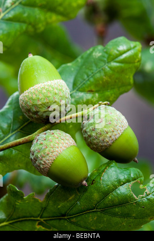 Stieleiche; Quercus Rober; Eicheln Stockfoto