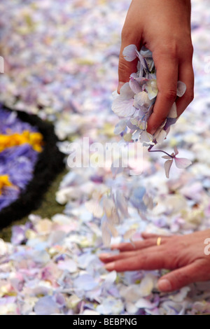 Blüten und Samen verwendet, um die Bilder in die Blumenteppiche an Fronleichnam feiern in La Orotava Teneriffa Stockfoto