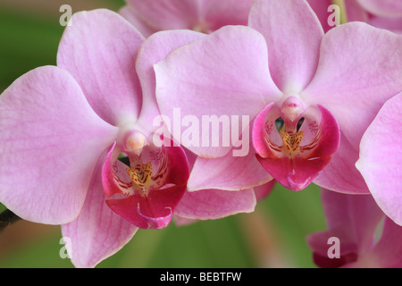 Rosa Motte Orchidee, Phalaenopsis Stockfoto