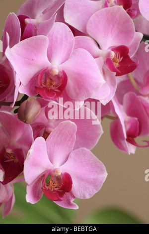 Rosa Motte Orchidee, Phalaenopsis Stockfoto