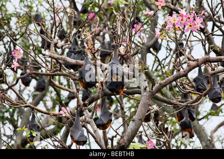 Grey-headed Flughunde in Sydneys Royal Botanic Gardens in New South Wales, Australien Stockfoto