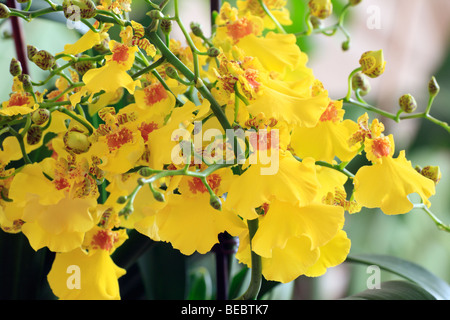 Oncidium Orchidee aus Südamerika Stockfoto