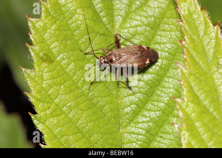 Pflanze-Bug (Phytocoris Ulmi: Miridae), UK. Stockfoto