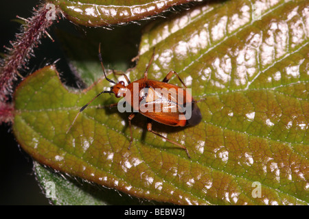 Red spotted Pflanze Bug (Deraeocoris Ruber: Miridae), UK. Stockfoto