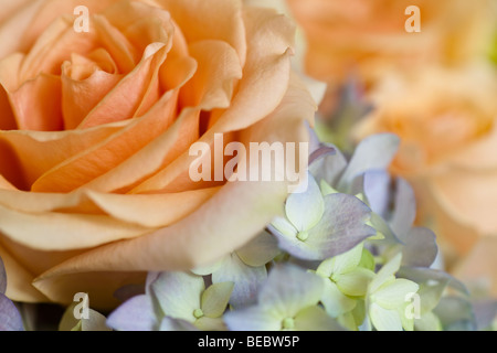 Pfirsich rose mit Seite Beleuchtung Hintergrund Stockfoto