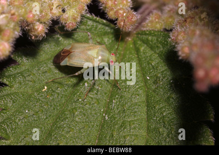 Kapsid Fehler (Lygocoris Lucorum: Miridae) auf Nessel, UK. Stockfoto