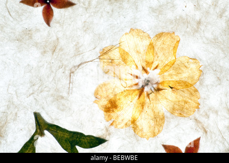 handgeschöpftes Papierhintergrund mit Blumen und Texturen Stockfoto