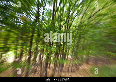 Aus Focus Bäume mit der Sonne Licht durchscheinen Stockfoto