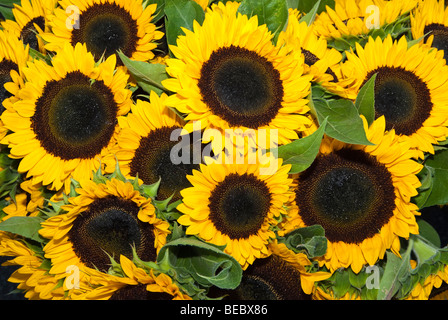 eine Anzeige der Sonnenblumen auf einem Bauernmarkt in Minnesota Stockfoto