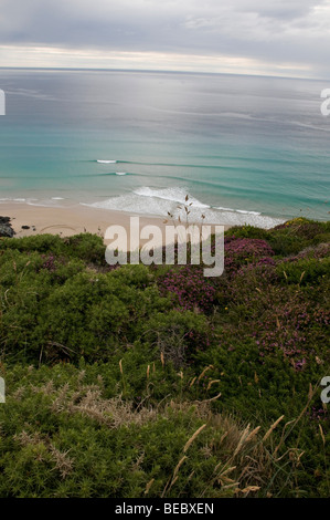 Lila Heidekraut und Glas wie blaue Meer Landschaft in St. Agnes, Cornwall unter bewölkten blauen Himmel. Stockfoto